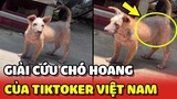 Bé CHÓ HOANG bị bỏ rơi may mắn được cứu về nuôi bởi 1 bạn Tiktoker Việt Nam 🥺🥺 | Yêu Lu