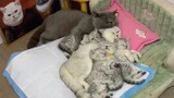 Sẽ thế nào nếu bạn có cả một căn phòng toàn mèo