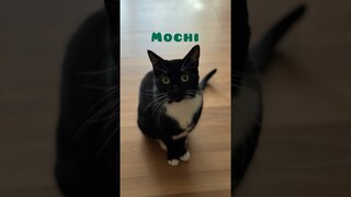 Meet Mochi the tuxedo cat ✨🐈‍⬛