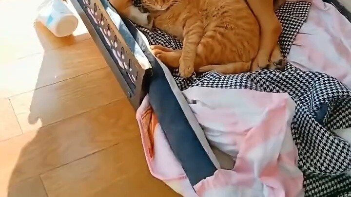 I saw the dog petting the cat. Tom and Jerry is indeed a realistic movie, or are the college student