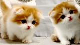 วิดีโอ 4K HDR - สัตว์เลี้ยงที่น่ารักที่สุดตลอดกาล – ลูกแมวและลูกสุนัขตลกกำลังเล่นอยู่