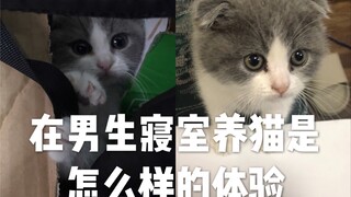 在男生寝室养猫是怎么样的体验