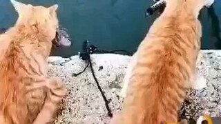 Tingkah Koyol Kucing
