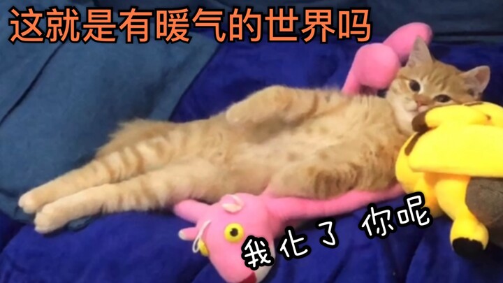 南方猫第一次见到暖气 小橘直接化开了