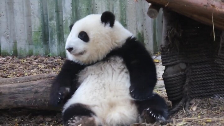 Binatang|Panda Hua Hua Bertingkah Lucu