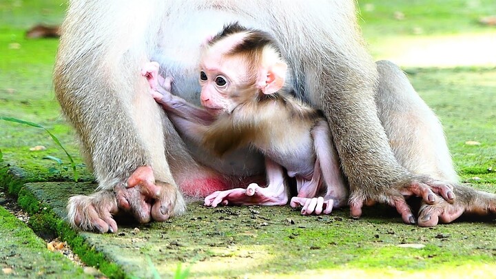 Adorable ROCSTAR Is Now Becoming Active Baby, Mother Rozy Always Checking Baby's Health