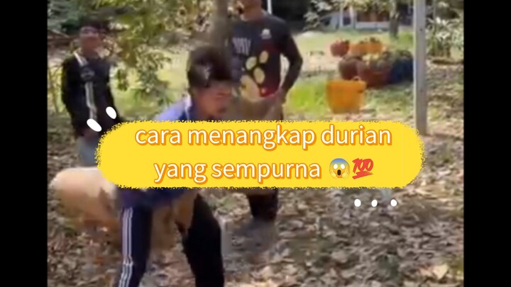 cara menangkap durian yang luar biasa