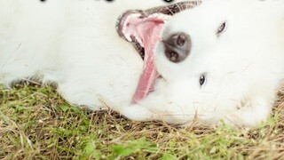 The Samoyed bit into a 10-pound liquor barrel and got himself drunk. This dog is so willful!