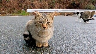 Kucing yang Meloncat Saat Dielus Kepala. Lucu!