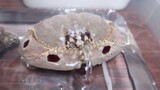 【Calappa Calappa】A Crab That Likes Playing With Water