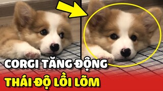 Con Sen bất lực với bé Corgi TĂNG ĐỘNG có thái độ LỒI LÕM 😂 | Yêu Lu