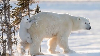 北极熊：北极熊宝宝是黏在妈妈屁股上的小跟屁