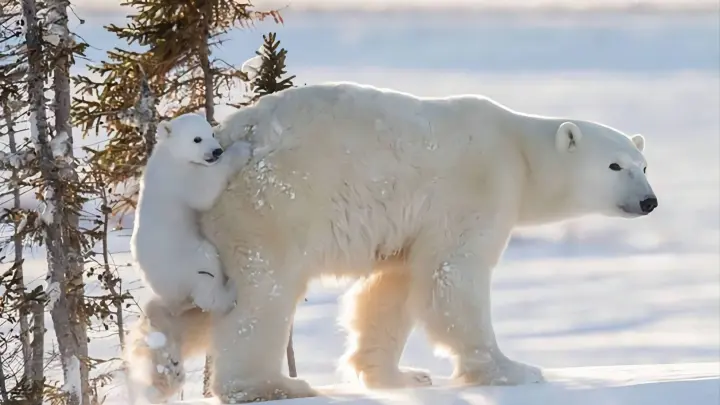 Polar Bears: Polar Bear Babies Are Loyal Followers of their Mother