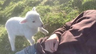 Chú cừu nhỏ thích được vuốt ve
