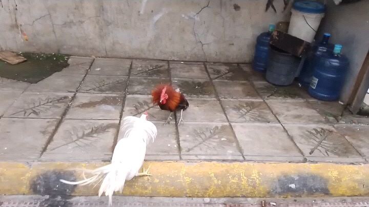 this video it's all about breeding purpose and not for ilegal use