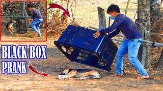 Video Funny Dog, I prank my dog sleep