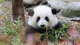 Cute Famale Panda Eating Bamboos