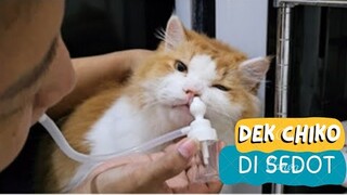 Dek Chiko Ingusnya Disedot. funny video, cat cats animal animals trending kucing viral pet pets dogs