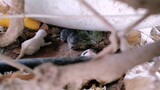 Rescue/Saving Loud Crying Newly  Born Kitten Cat Stuck Under The Water Tunk Only Three Survive