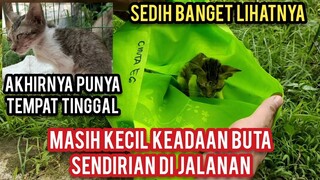 Allahu Akbar Anak Kucing Buta Minta Tolong Di Jalanan Supaya Di Beri Tempat Tinggal. !