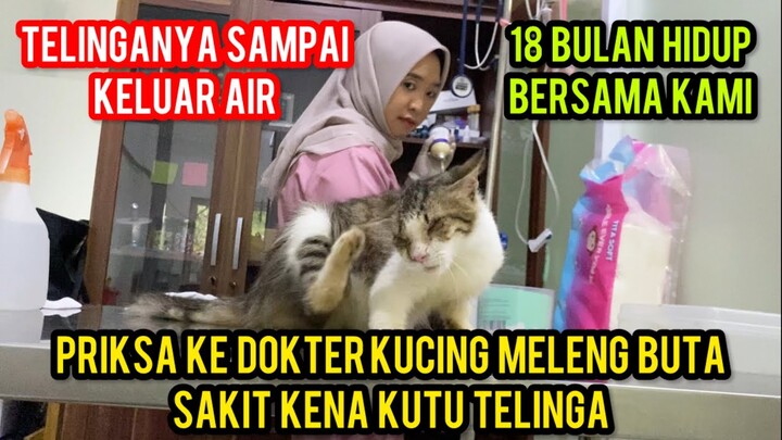 KUCING BUTA SAKIT TELINGA HARUS DI BAWA KE DOKTER MELENG SAKIT