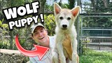 I GOT A WOLF PUPPY !