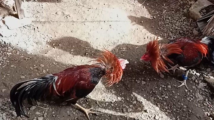 parehas dalusapi parehas bata