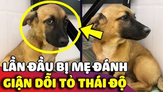 Lần đầu bị con Sen đánh, cún con GIẬN DỖI không thèm nhìn mặt còn TỎ THÁI ĐỘ lồi lõm 😅 | Gâu Đần