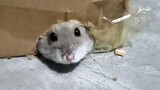 [Observation Rat Network] Kiwi escaped from prison successfully, but returned to prison in a miserab