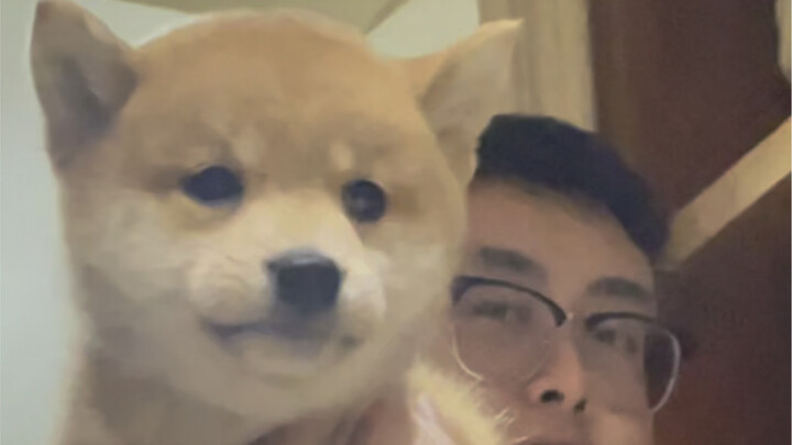 When my boyfriend got a puppy Shiba Inu…