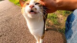 The Calico Cat At The Park Happily Asked To Be Pet, It's So Cute!