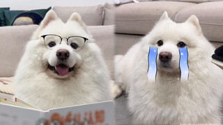 เมื่อสัตว์เลี้ยงสิ้นหวังกับผู้เป็นนาย