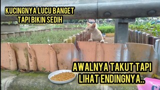 Kasihan Kucing Ini Mau Makan Takut Sama Temannya Malah Ngintip..!