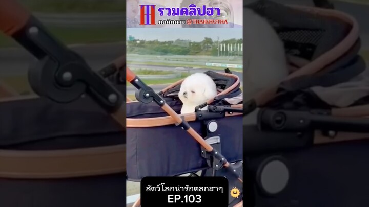 รวมคลิปตลกฮาๆ EP.213 #สัตว์เลี้ยง  #ตลก #shorts #tiktok #funny #สัตว์โลกน่ารัก #แกล้ง #สัตว์ตลก