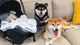 Apa reaksi pertama ketika anjing Shiba Inu bertemu bayi?