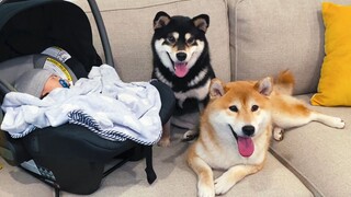 How would Shiba react when meeting a baby for the first time?