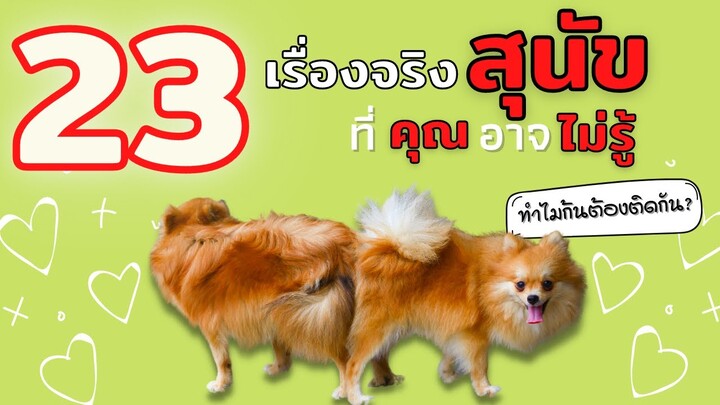 23 เรื่องจริงสุนัขที่คุณอาจไม่เคยรู้ #ECOBOK