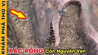 🔥Cả Thế Giới Sửng Sốt Khi Phát Hiện Ra XÁC RỒNG Còn Nguyên Vẹn & 7 Hoá Thạch Loài Rồng Dưới Lòng Đất