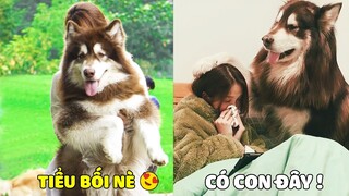 Alaska Tiểu Bối | Tiểu Bối Siêu Đáng Yêu Luôn Ở Bên Bảo Vệ Mẹ 😍 Gâu Đần Official