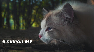 [Cat] Rice Field MV