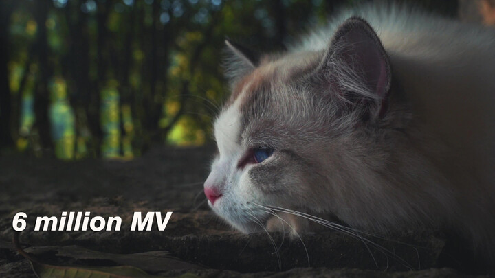 [Cat] Rice Field MV