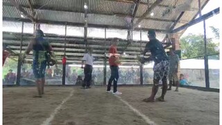 3cock derby 3rd fight W