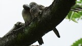 "Loving" Dove seen grooming companion