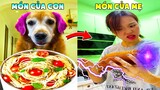 Thú Cưng Vlog | Chó Gâu Đần Golden Troll Mẹ #18 | Chó golden vui nhộn | Smart dog golden funny