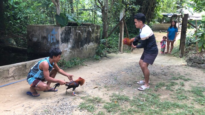 Pure sbr stag vs manok ng kapitbahay