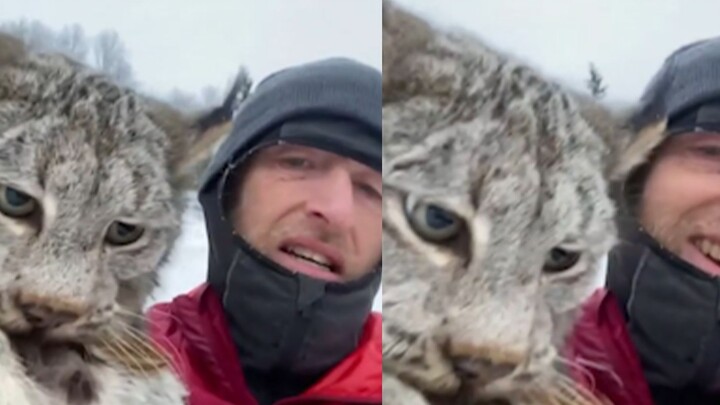 Now you are so embarrassed! A bobcat in Canada was caught stealing chicken and was scolded by a farm
