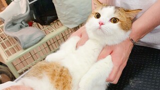 B站最乖巧可爱的猫猫！——帮帮！（KB家的）