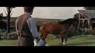 War Horse (2011) ม้าศึกจารึกโลก