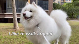 My samoyed dog loves to take a walk