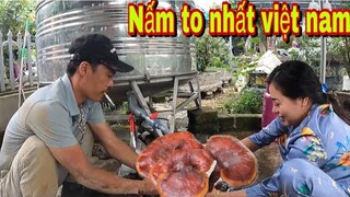 Team Săn Bắt Ẩm Thực Vùng Cao Sở Hữu Cây Nấm To Và Chất Lượng Nhất Việt Nam